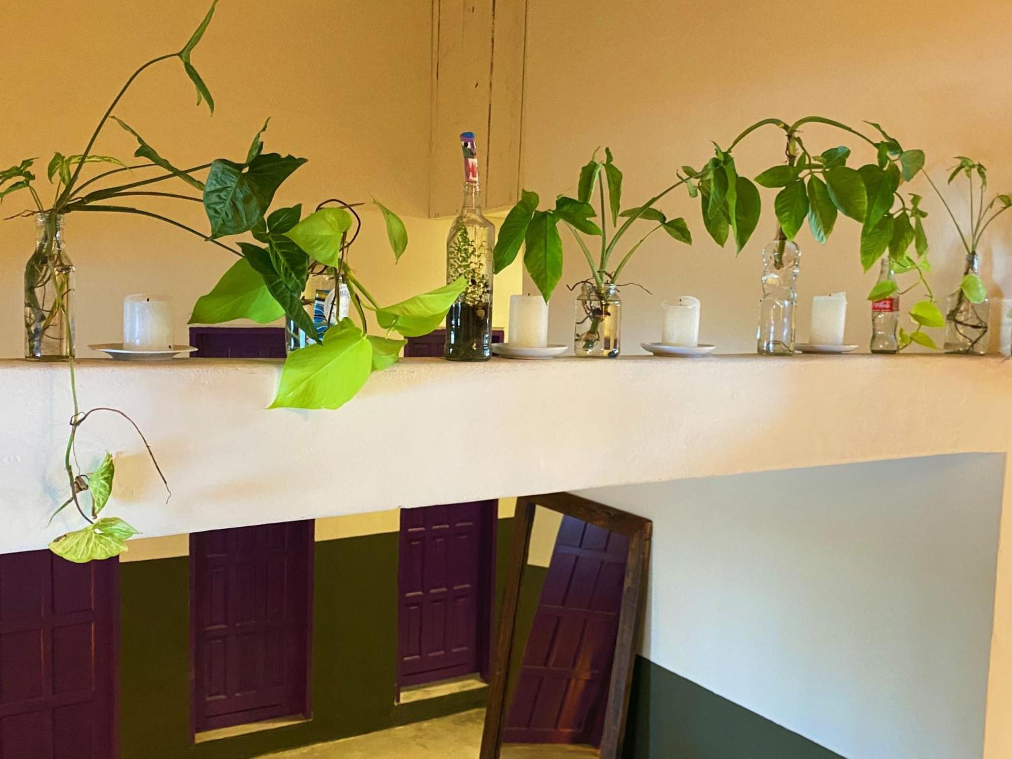 Teiu Hostel טרנקוסו מראה חיצוני תמונה